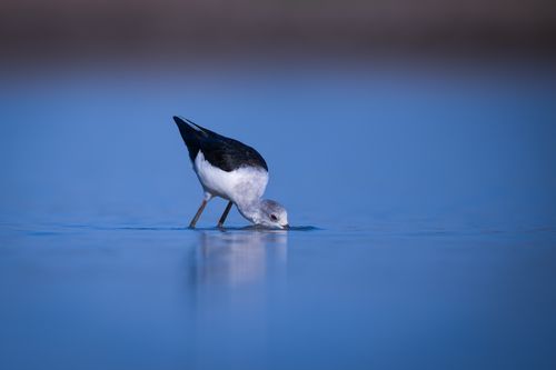 Free Black-winged Stilt immersed in serene blue water, capturing the essence of nature. Stock Photo