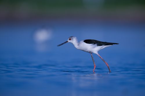 Free Close-up of a Black-winged Stilt (Himantopus himantopus) wading through serene blue waters. Stock Photo