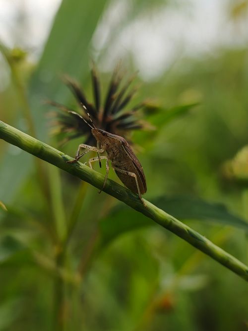 Free Close-up of a bug on a plant stem in the wild, showcasing nature's detail. Stock Photo