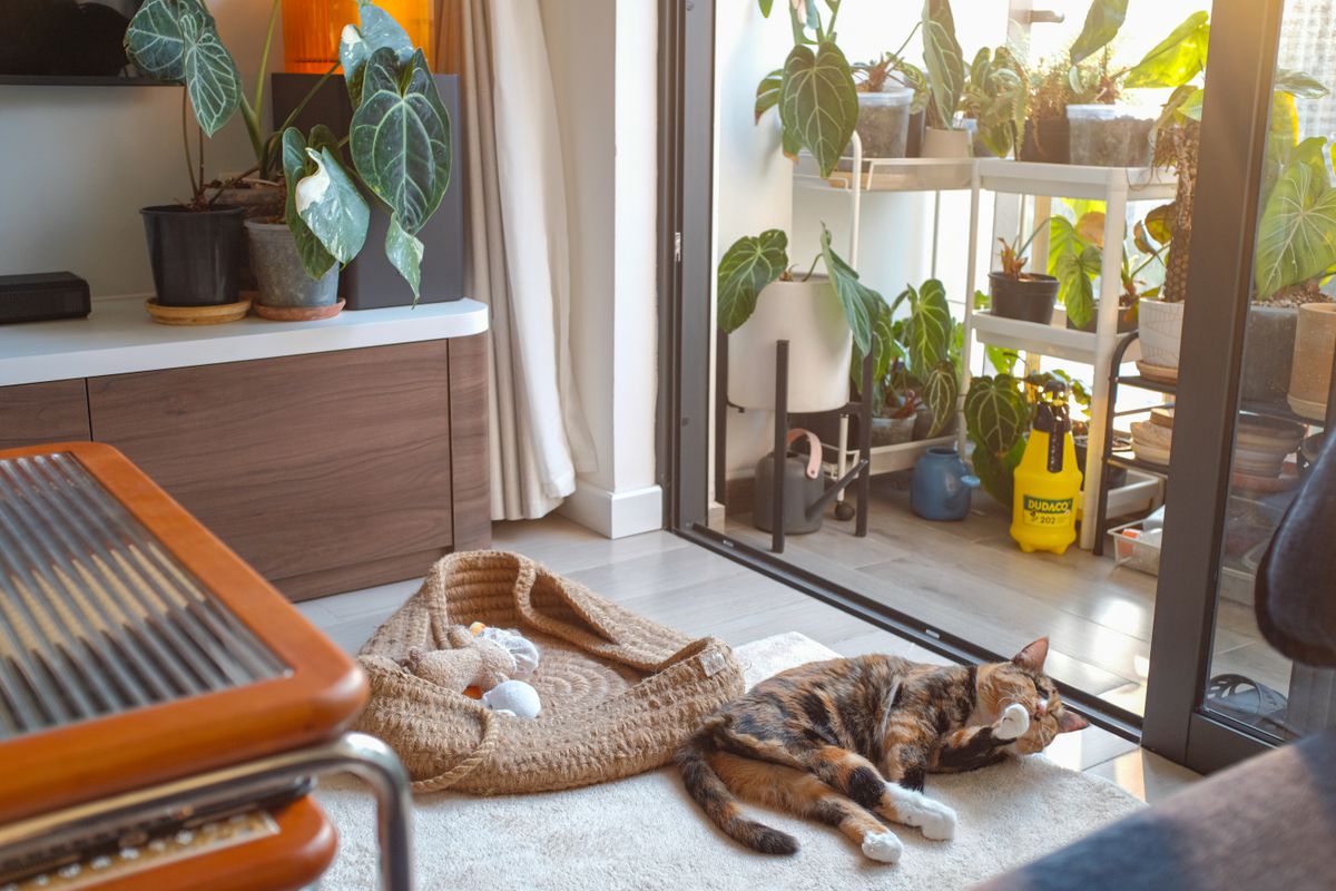A calico cat relaxing in a sunlit home