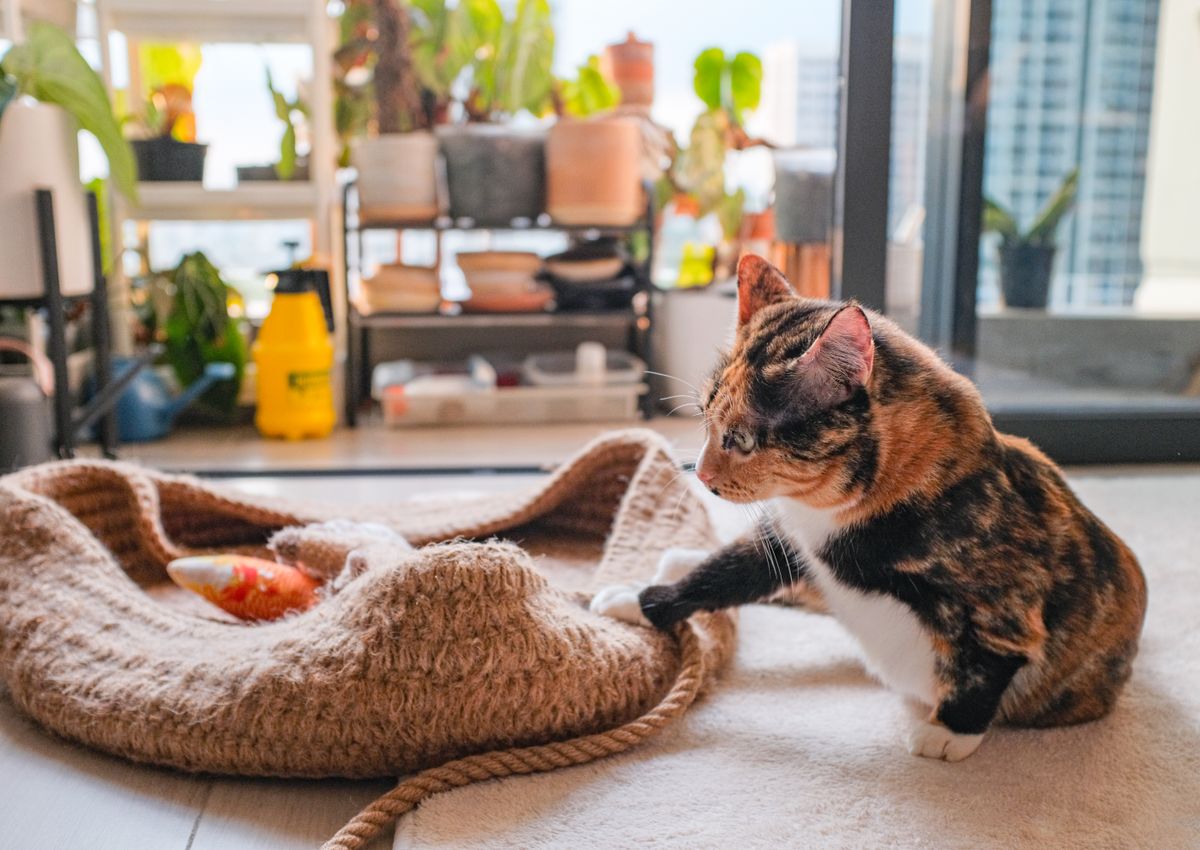 Calico cat playing with a toy in a comfortable indoor room