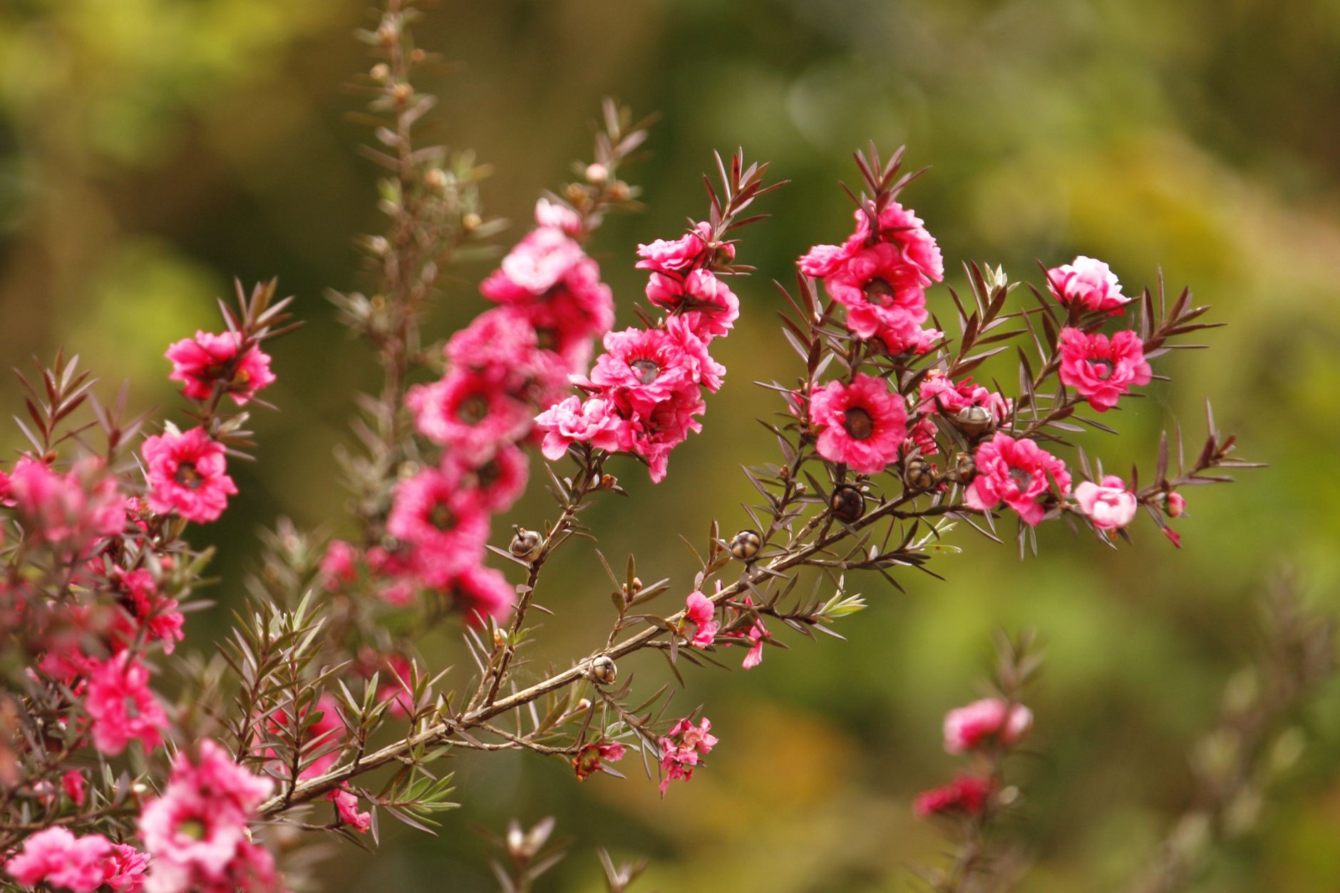 Manuka Honey for Eczema: A Natural Remedy for Itchy Skin?