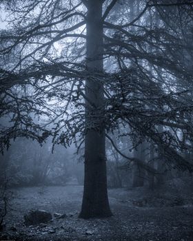 Captivating foggy forest scene featuring a majestic tree under moody lighting, creating a mysterious atmosphere.