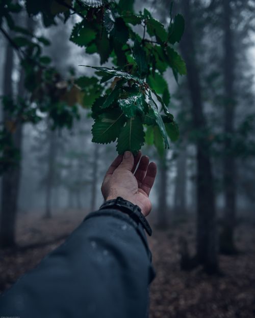 Free A person reaching for lush green leaves in a foggy forest, creating a serene connection with nature. Stock Photo