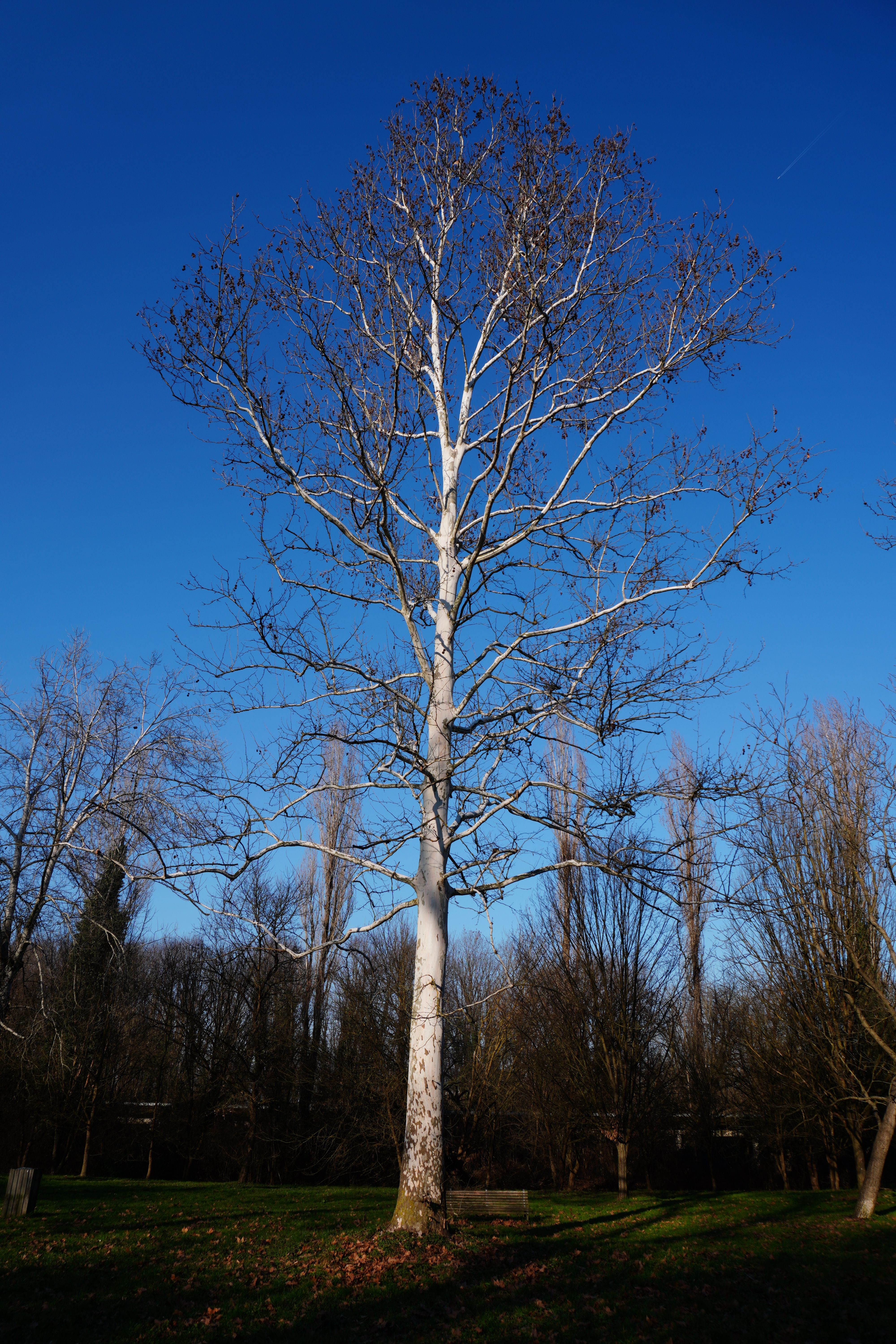 Majestic White Tree Against Clear Blue Sky · Free Stock Photo