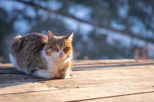 Rain or Snow: Keep Walks Safe for Pets