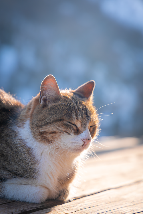 Free A domestic cat peacefully basks in the winter sun in Trabzon, Türkiye. Stock Photo