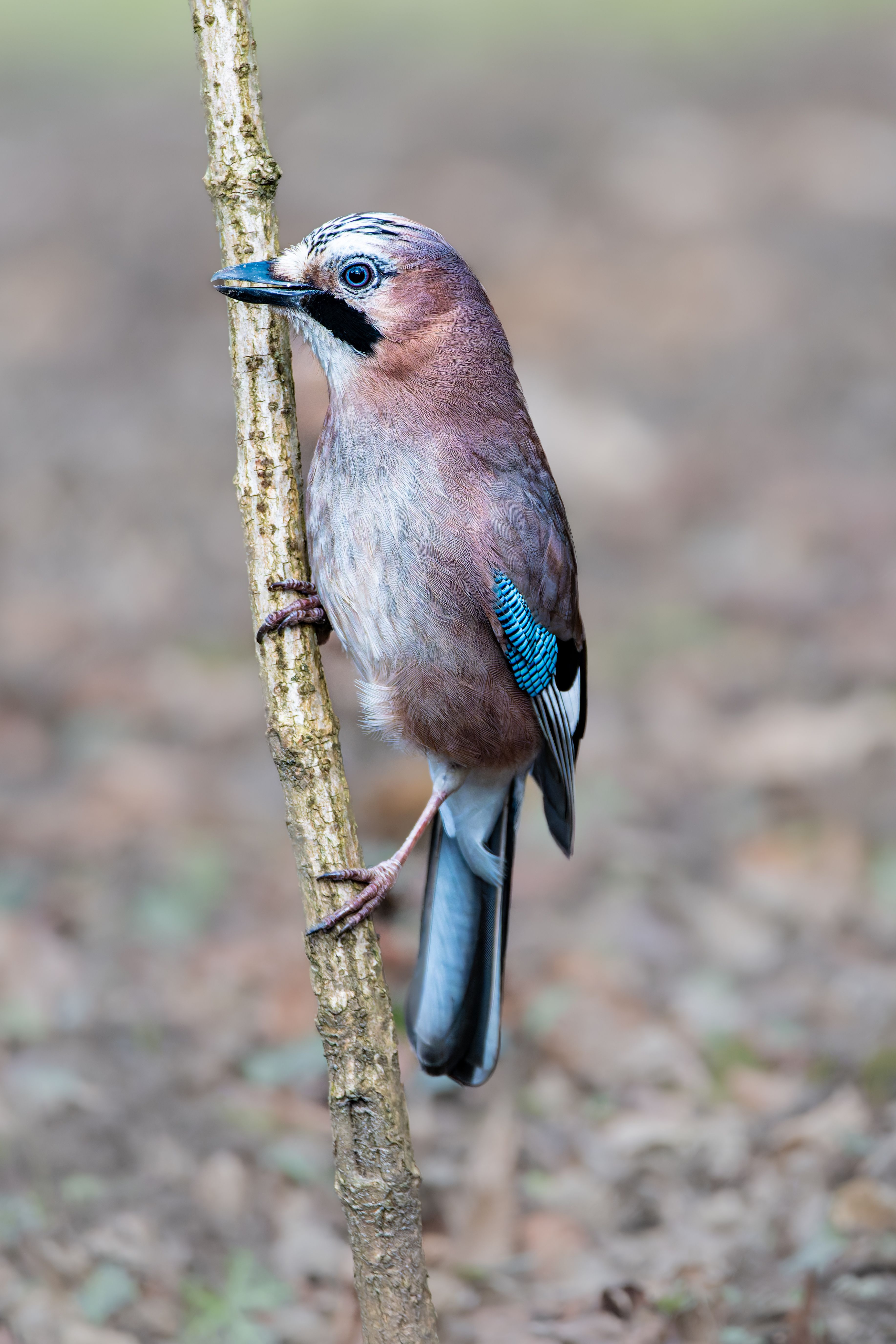 Eurasian Jay perched on a tree branch in winter, showcasing its colorful feathers.