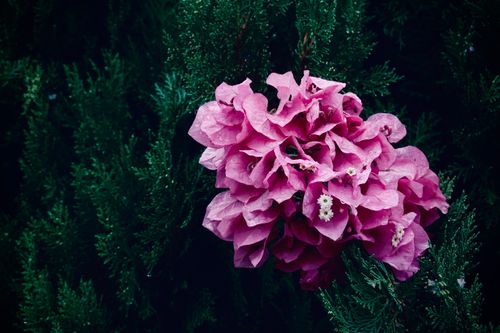 Free Close-up of a vibrant pink bougainvillea flower contrasting with lush green leaves. Stock Photo