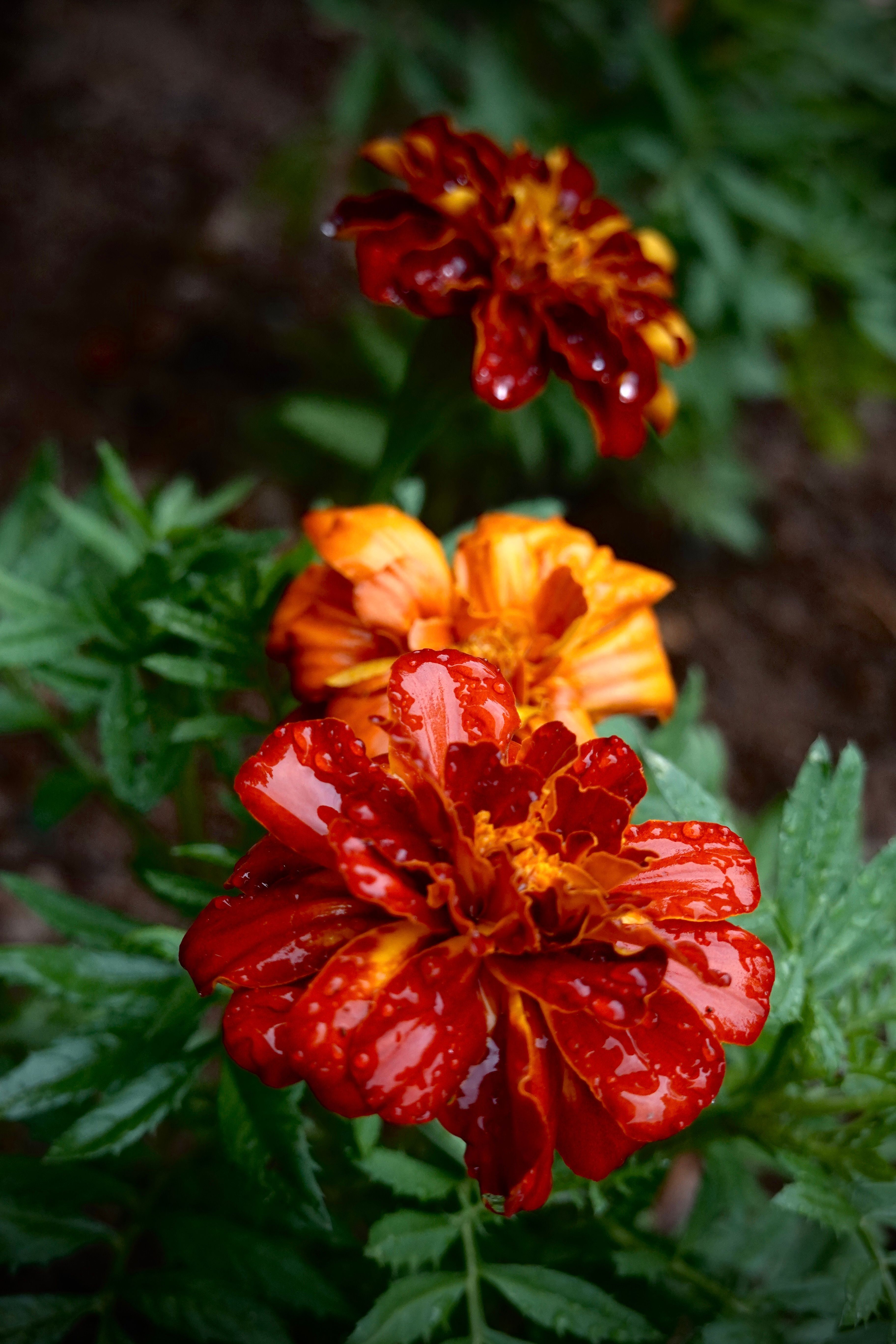 [ColoSach]-close-up-of-marigold-flowers-with-dew,-showcasing-vibrant-colors-and-lush-greenery.
