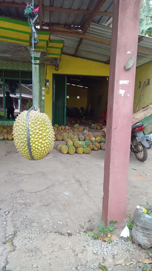 Free durian Stock Photo