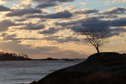 Peaceful winter sunrise at Cove Island Park in Stamford, Connecticut, featuring a lone tree by the water.