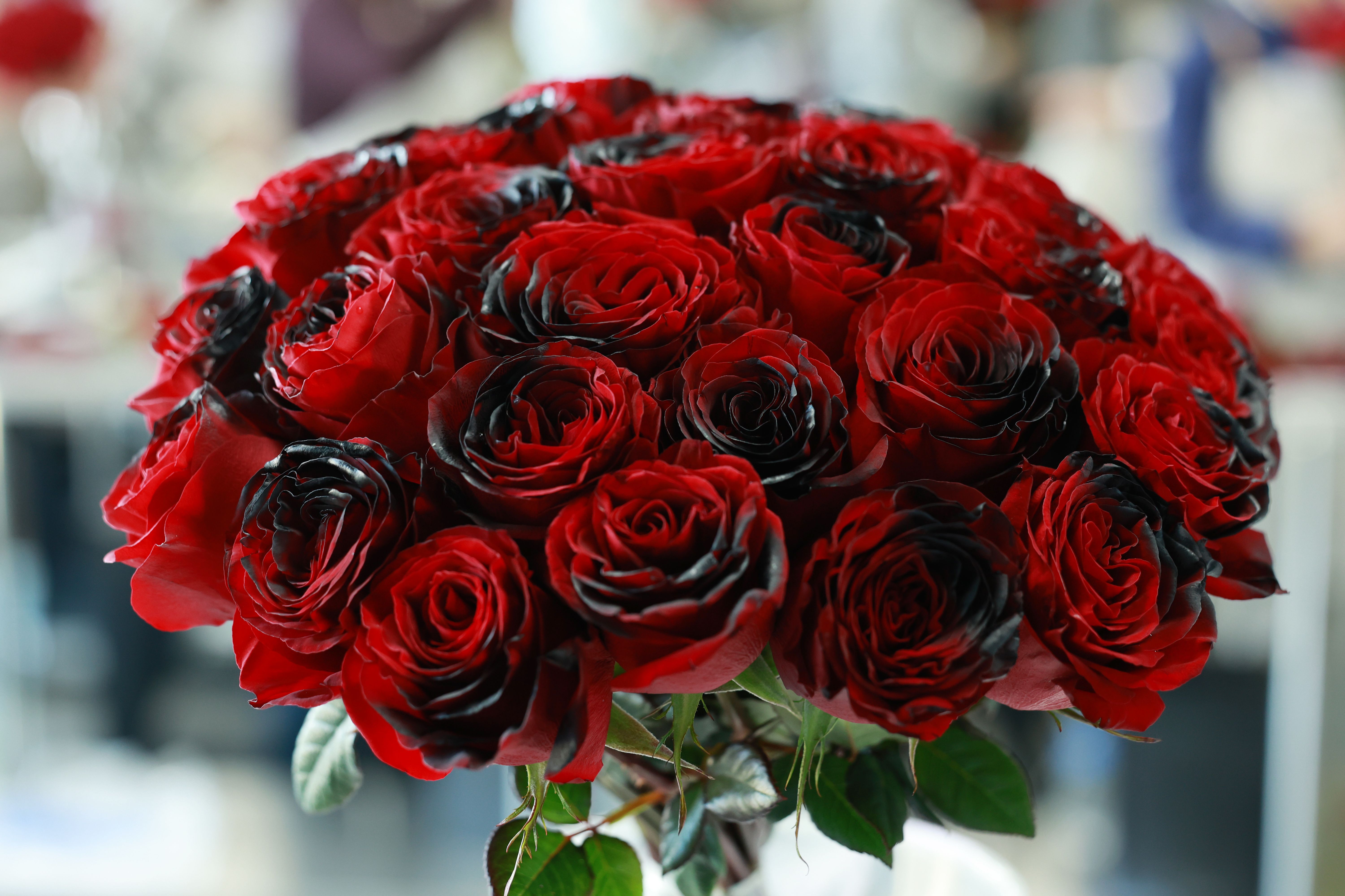 Red & Black Rose Seeds - Beautiful Rare Climbing Roses For Garden Bouquet 3 thumbnail image