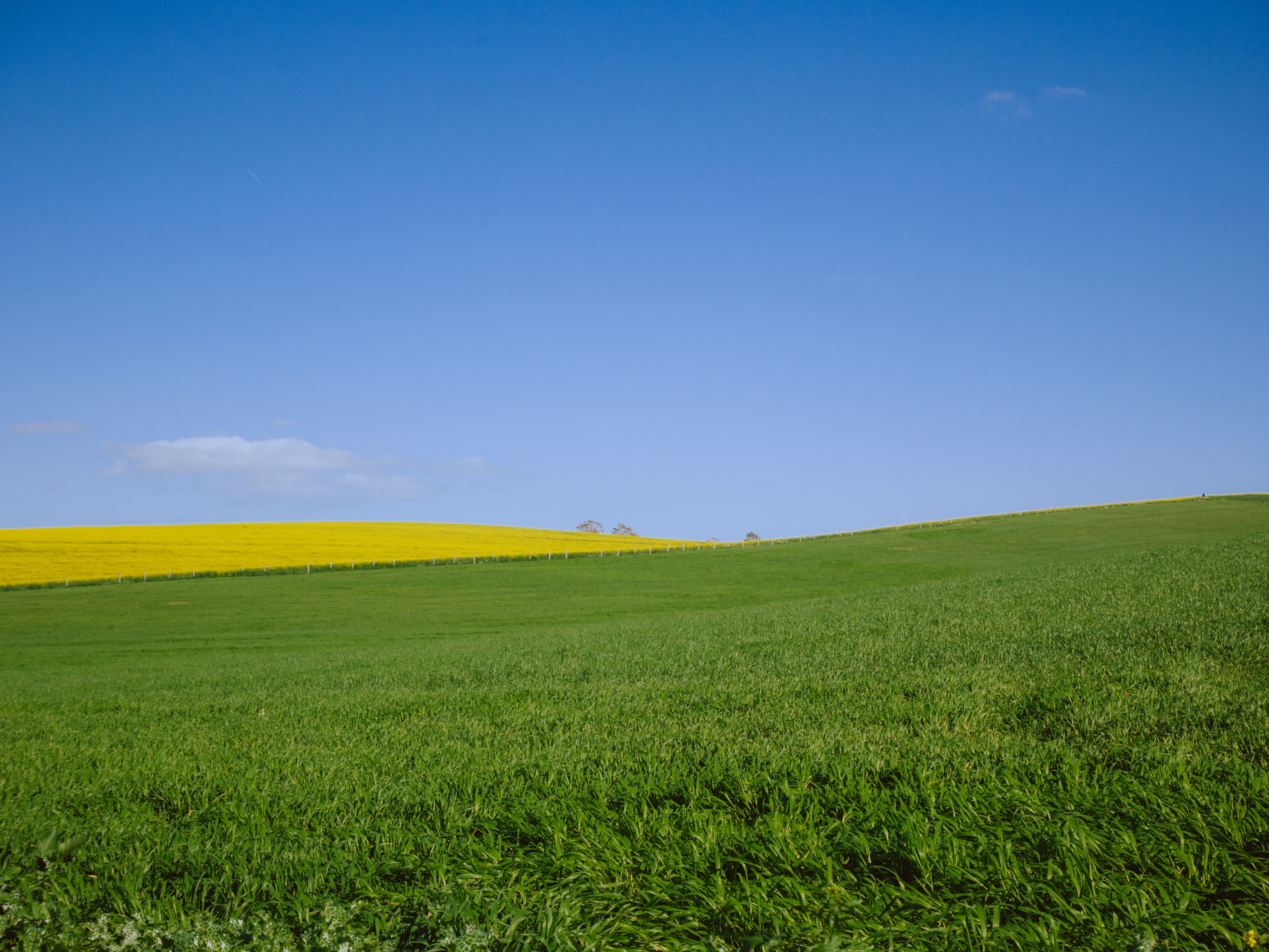 Expansive Green Fields under Clear Blue Sky · Free Stock Photo