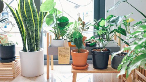 Free Collection of vibrant houseplants in pots by a window, enhancing indoor decor. Stock Photo