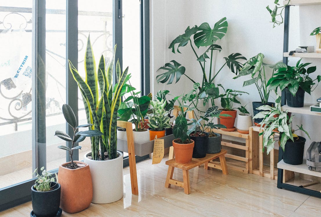 Variety of indoor plants near a large window