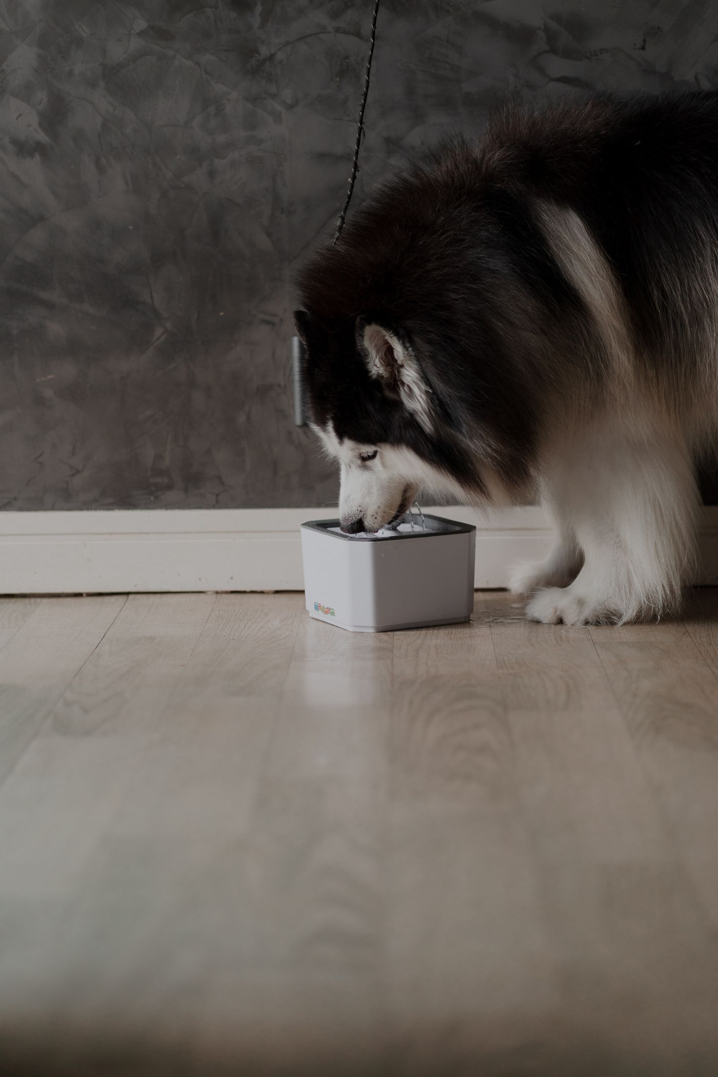 Dog drinking from a pet water fountain inside a modern home