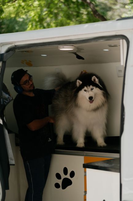 How to Reduce Husky Shedding at Home: A Room-by-Room Fur Management System