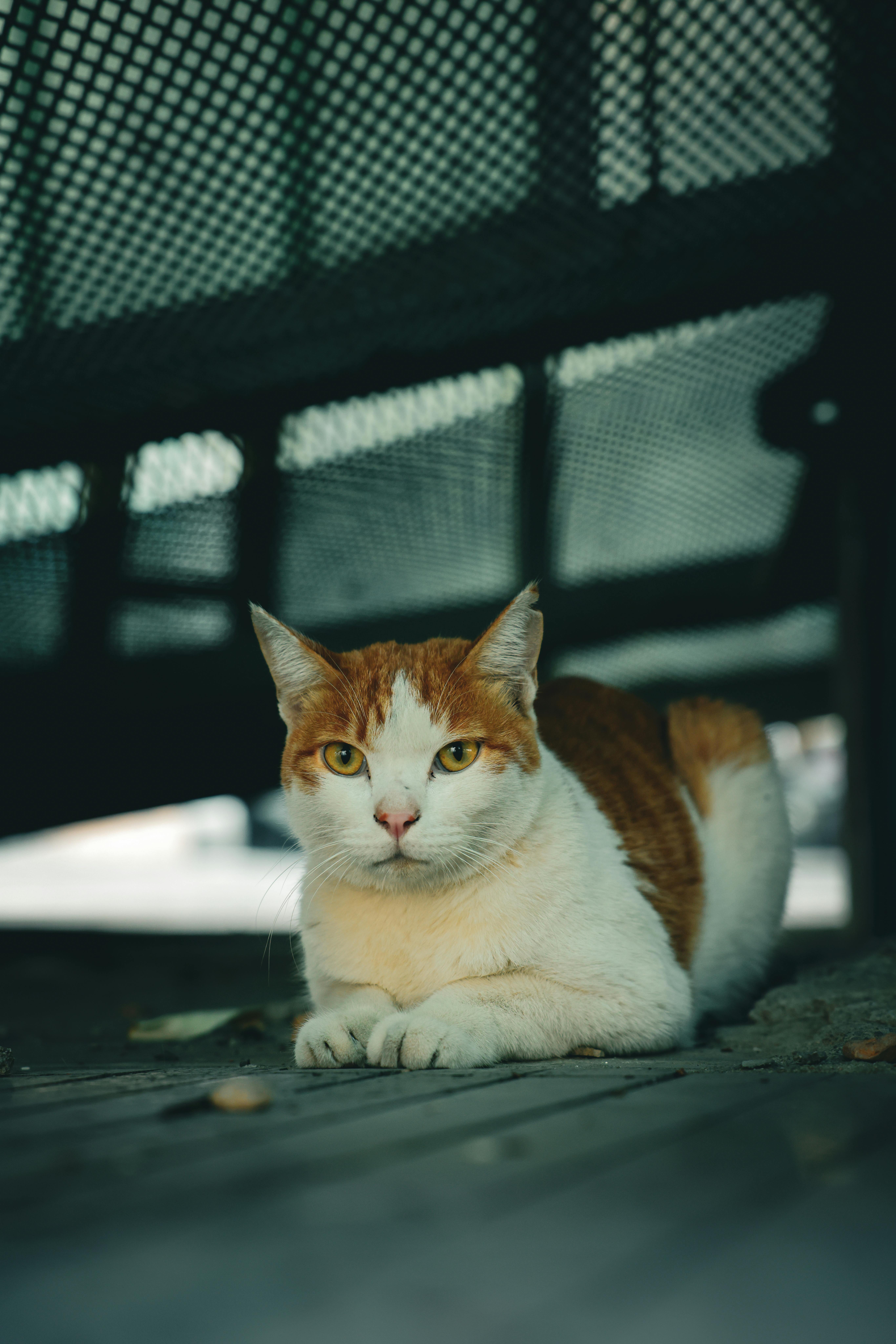 A serene orange tabby cat lounges under a bench, captured in soft lighting in Shenzhen, China.