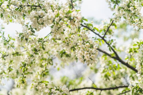 Free A close-up of blooming white flowers on branches during springtime. Stock Photo