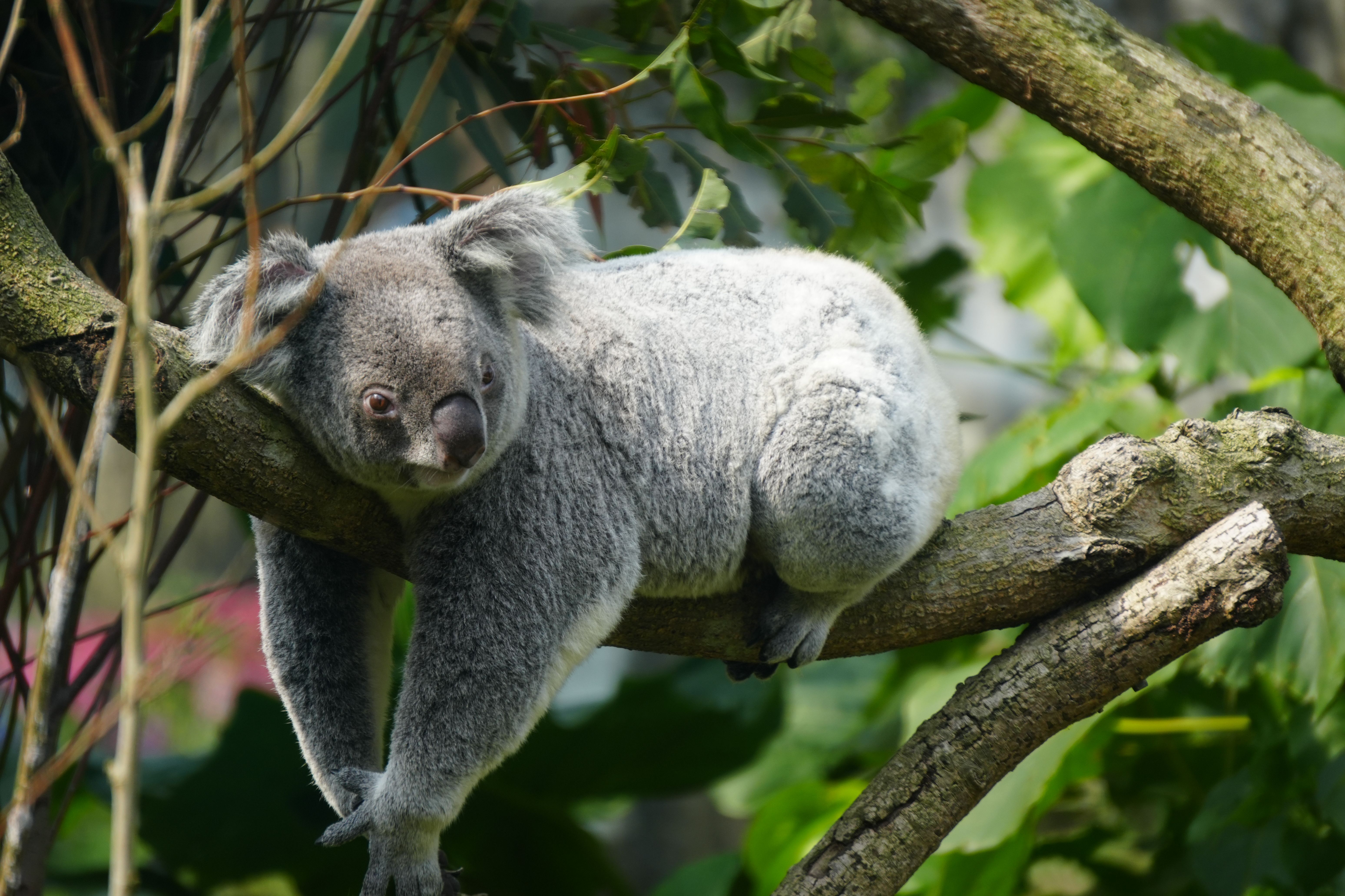 A serene koala lounging on a tree branch against a lush green background.