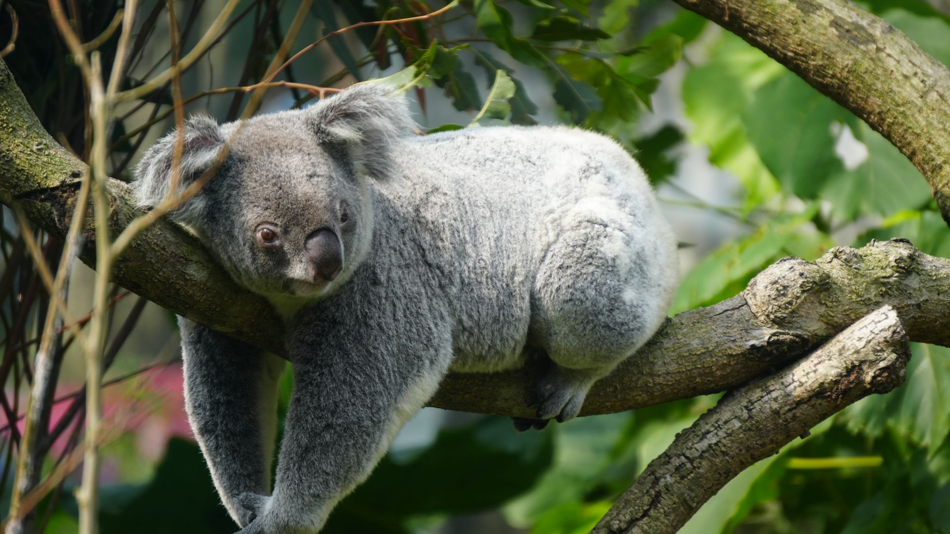 A serene koala lounging on a tree branch against a lush green background.