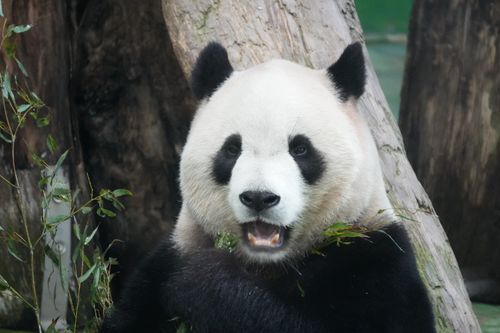Free A giant panda enjoying bamboo in a natural setting. Perfect for wildlife enthusiasts. Stock Photo