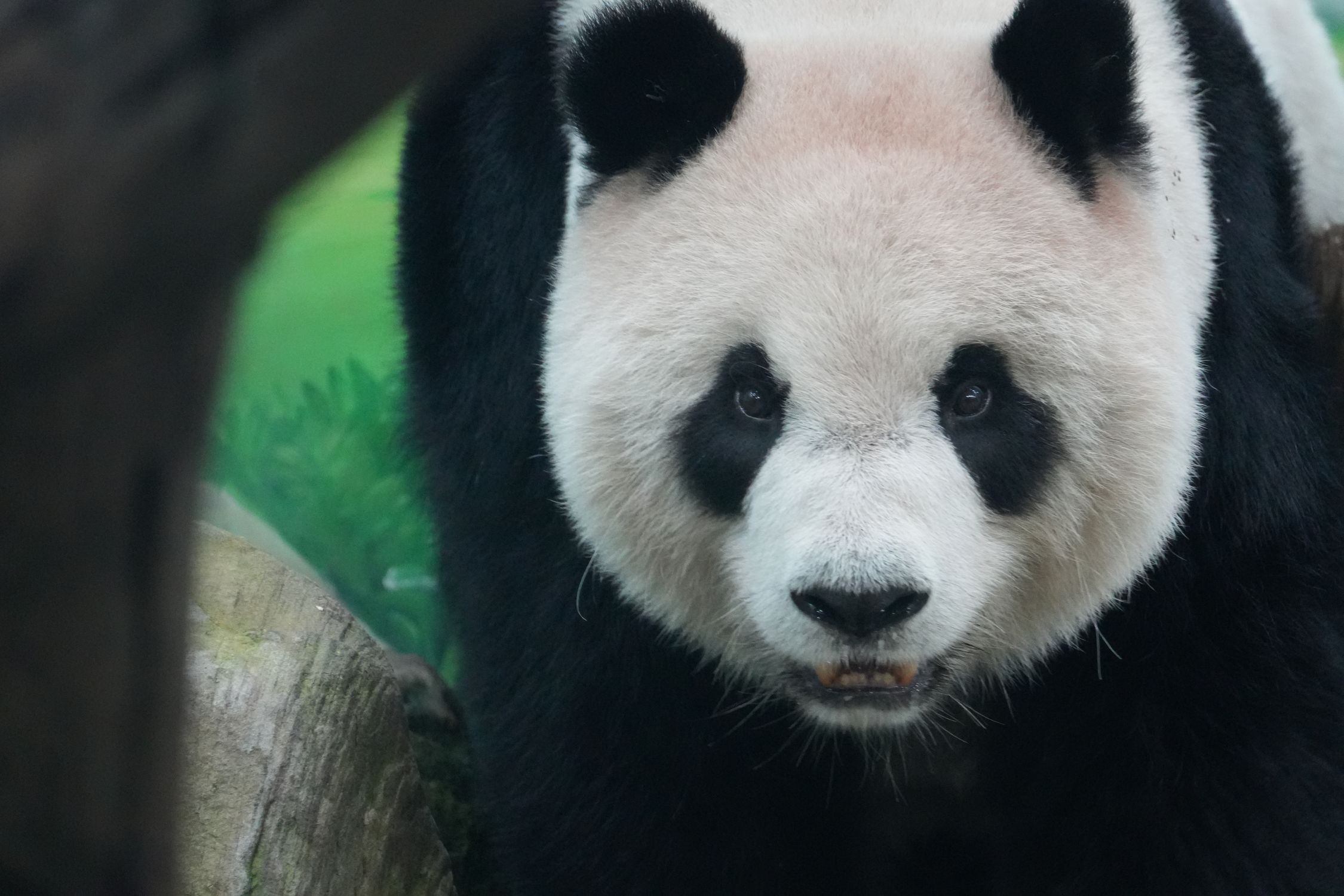 Close Up Of Giant Panda In Natural Habitat Free Stock Photo close-up-of-giant-panda-in-natural-habitat-free-stock-photo