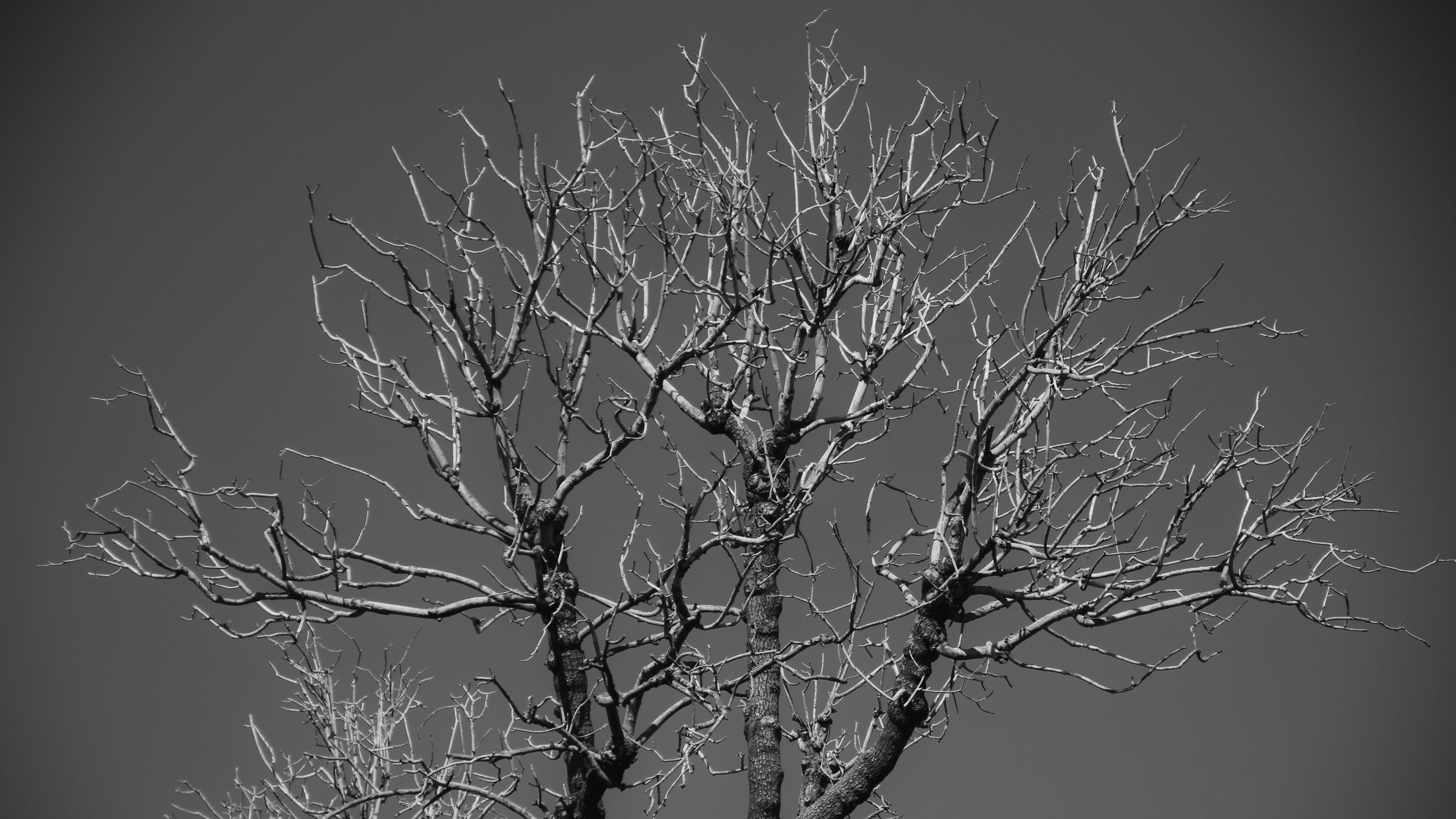 Bare tree branches in winter against a pale sky — the ideal window for pruning dappled willow trees in Surrey