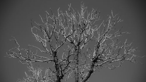 Free Black and white photo of a leafless tree capturing the essence of winter season. Stock Photo