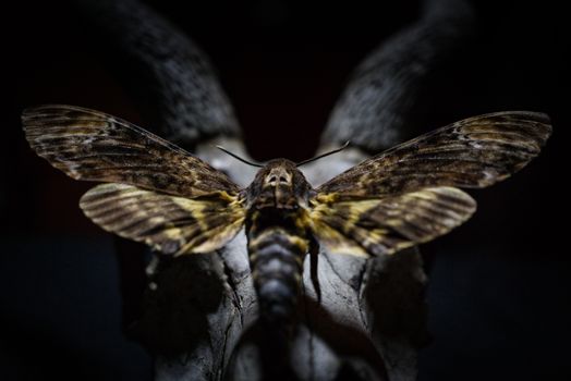Detailed view of a Death's-head Hawkmoth perched on a branch in low light.