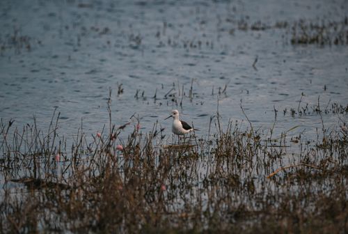 Free Black-winged Stilt wading in a Thai wetland, showcasing natural habitat and serene waterscape. Stock Photo