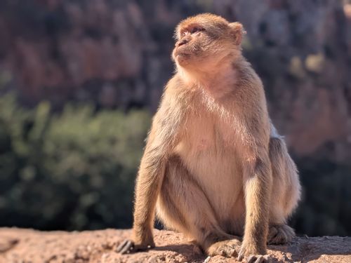 Free Close-up of a Barbary Macaque sitting on a rock, gazing into the distance outdoors. Stock Photo