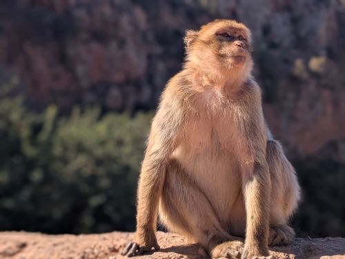 Free Close-up of a Barbary macaque sitting on a rock with a blurred natural background. Stock Photo