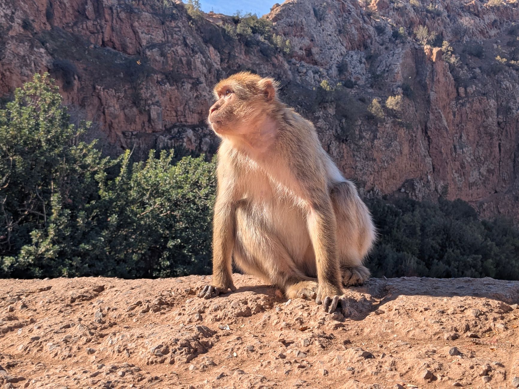Photo : mouad simou / Pexels Barbary macaque posing on rocky cliffside in mountainous region under bright sunlight.