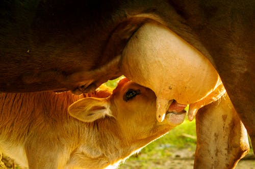 Imagine de stoc gratuită din fotografie de animale, lapte, ochi frumoși