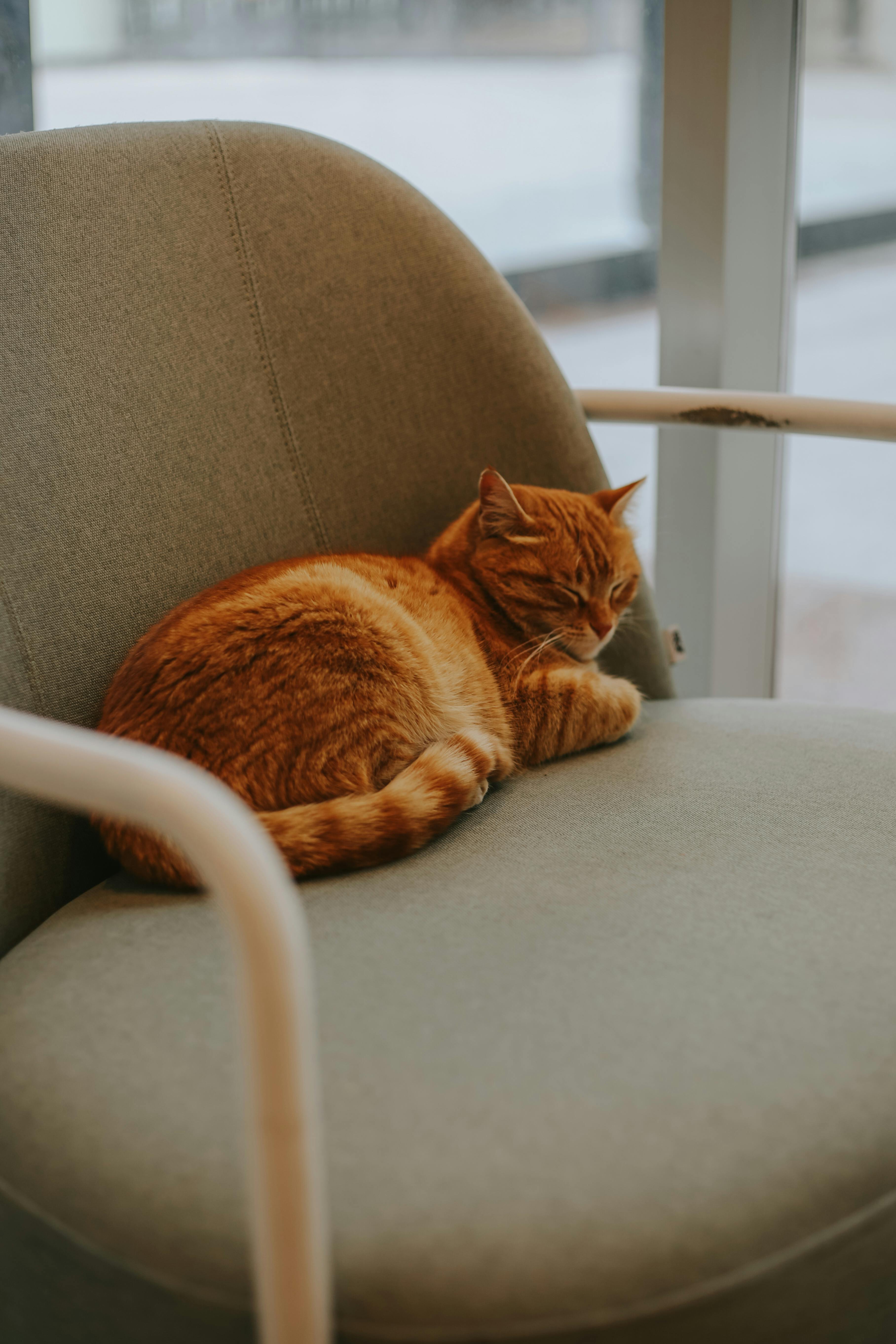 peaceful ginger cat napping on armchair