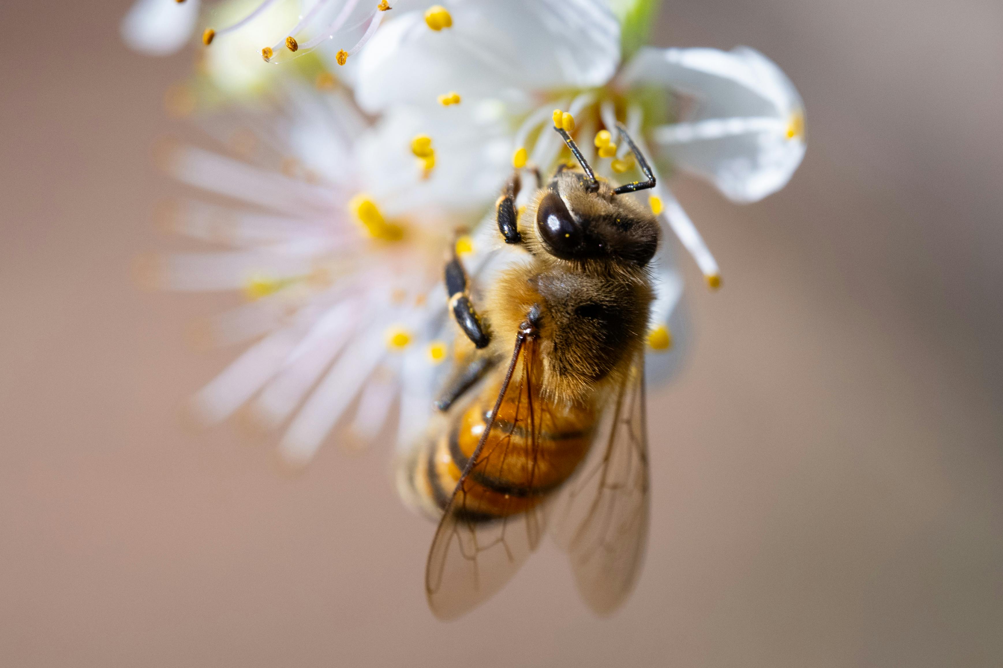 Detailed macro shot of a western honey bee collecting nectar from a white flower.