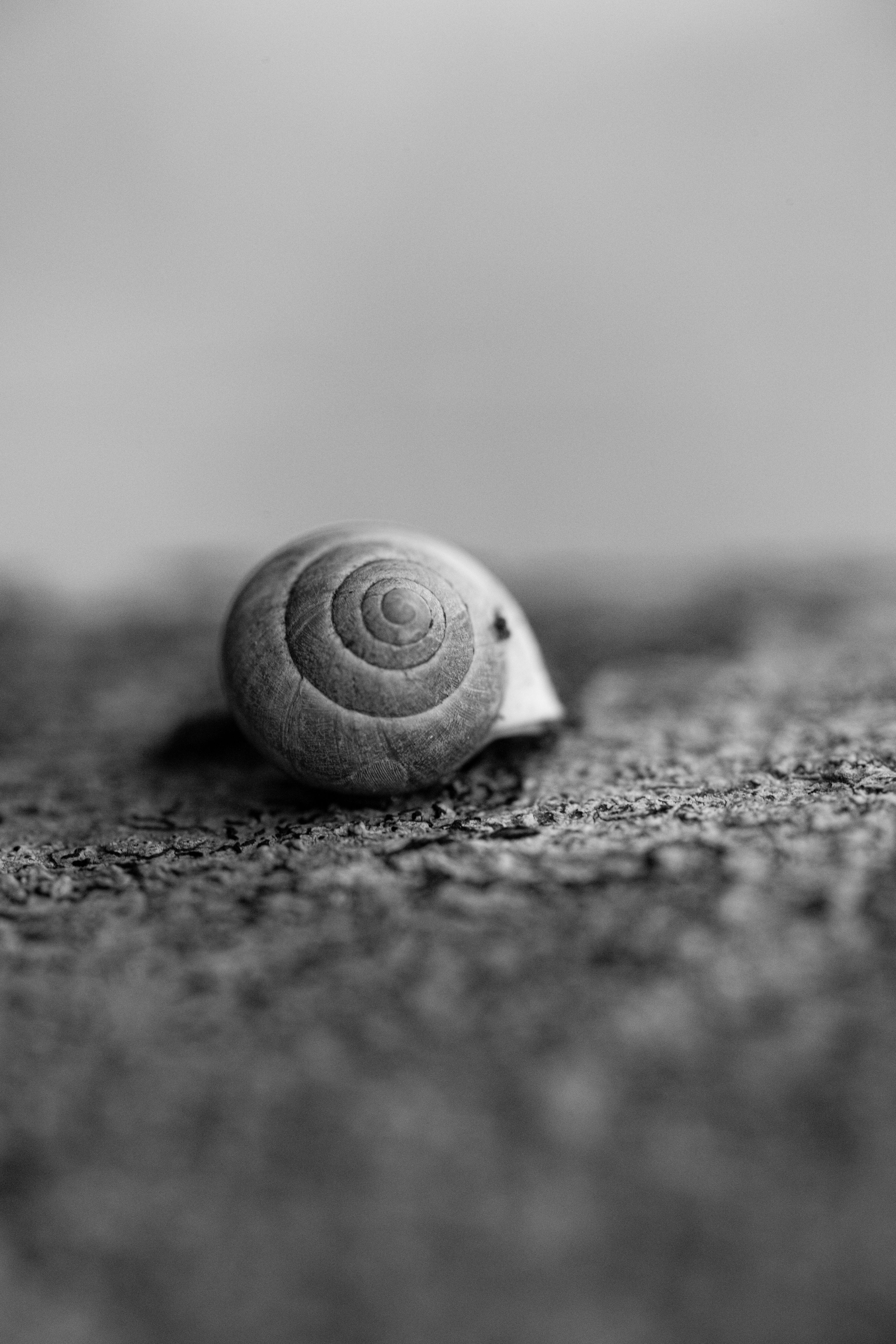 Monochrome image highlighting the intricate detail of a solitary snail shell.