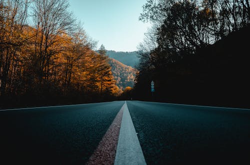 Free Gray Paved Road Between Trees Stock Photo
