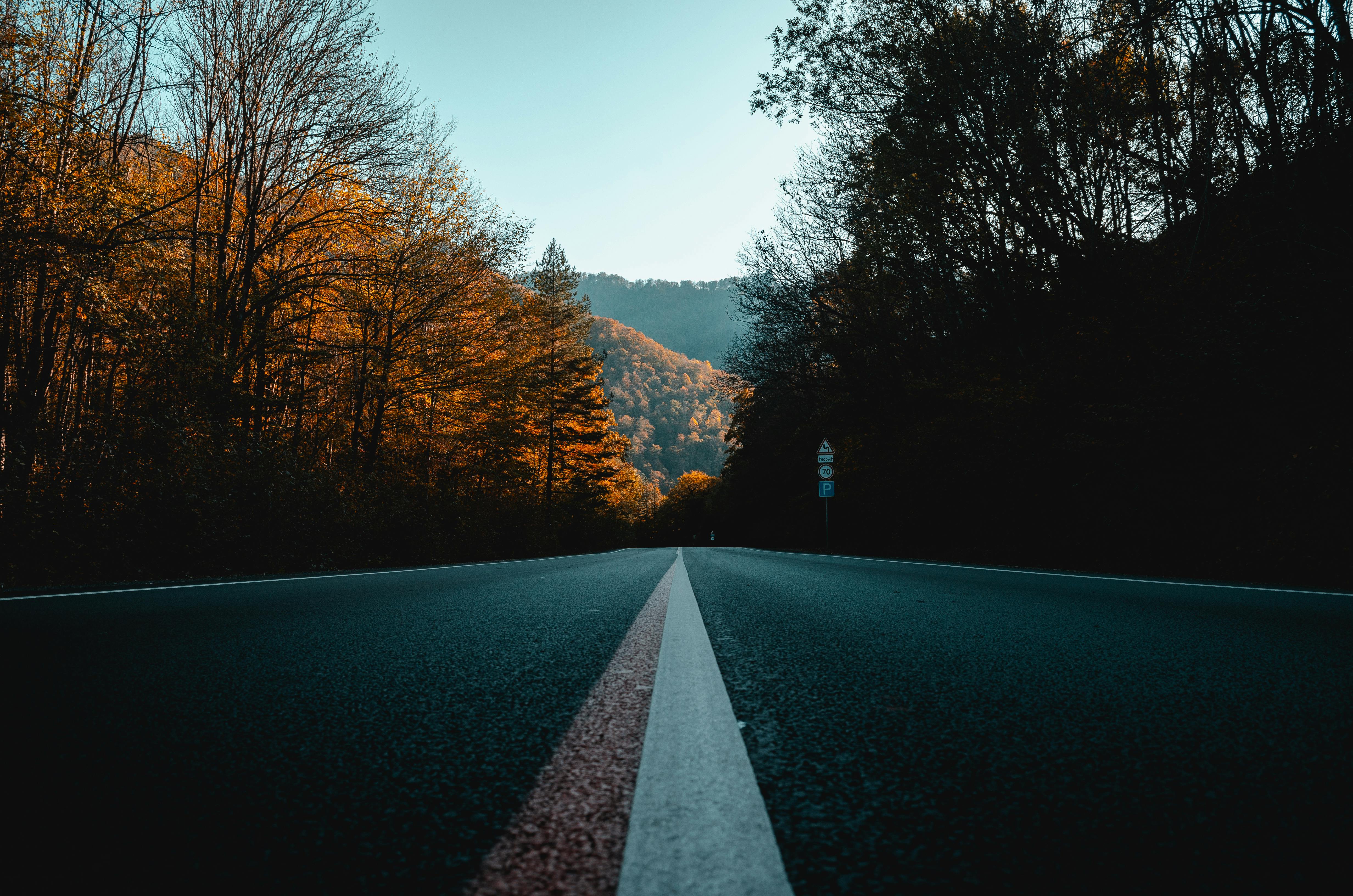 Gray Paved Road Between Trees · Free Stock Photo