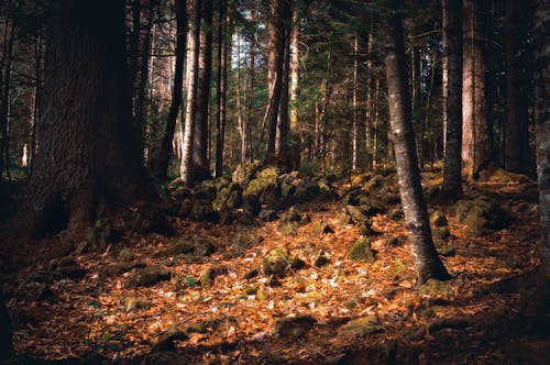 Fotobanka s bezplatnými fotkami na tému les, lesy, pád