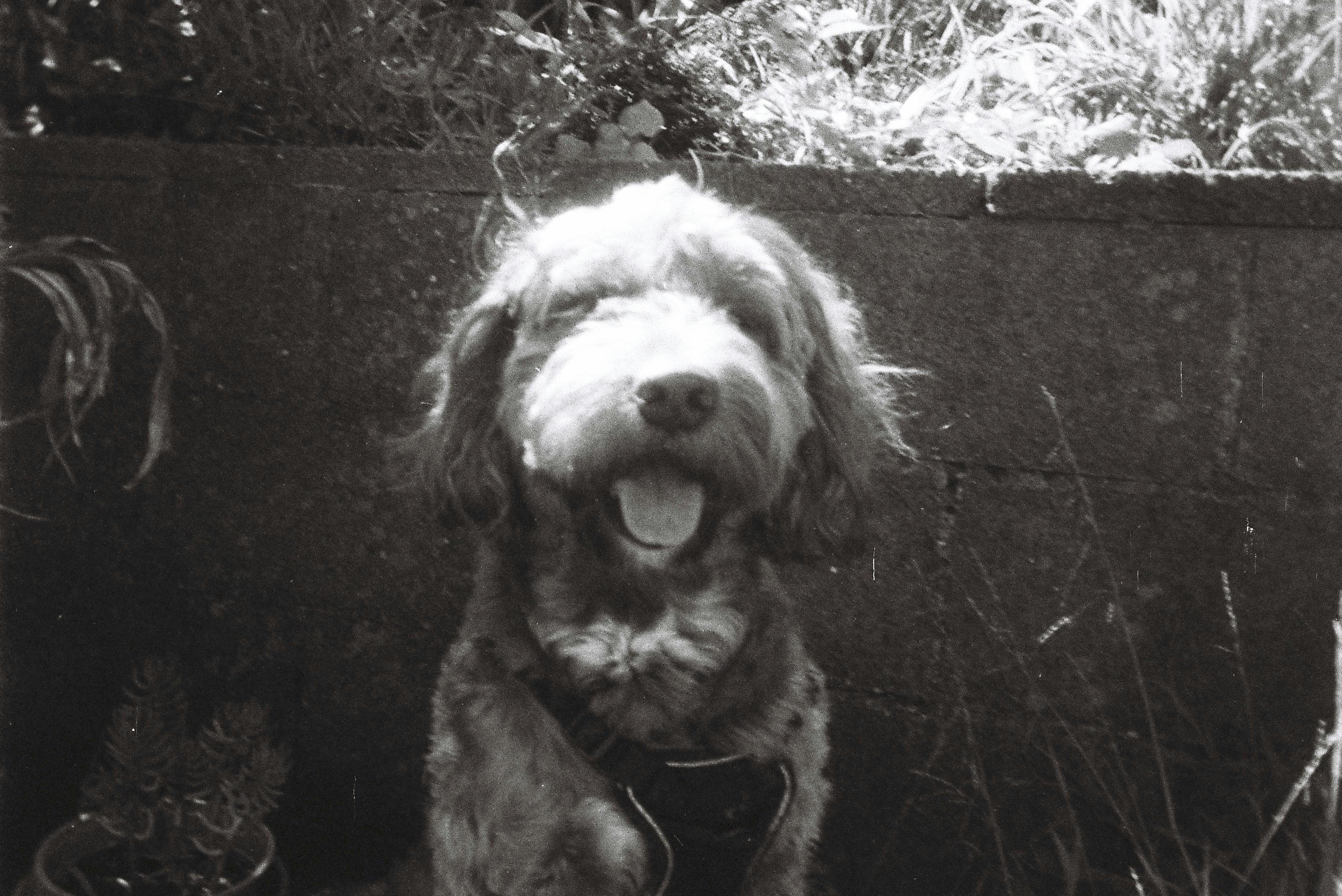 Charming black and white portrait of a dog in a garden setting, evoking nostalgia.