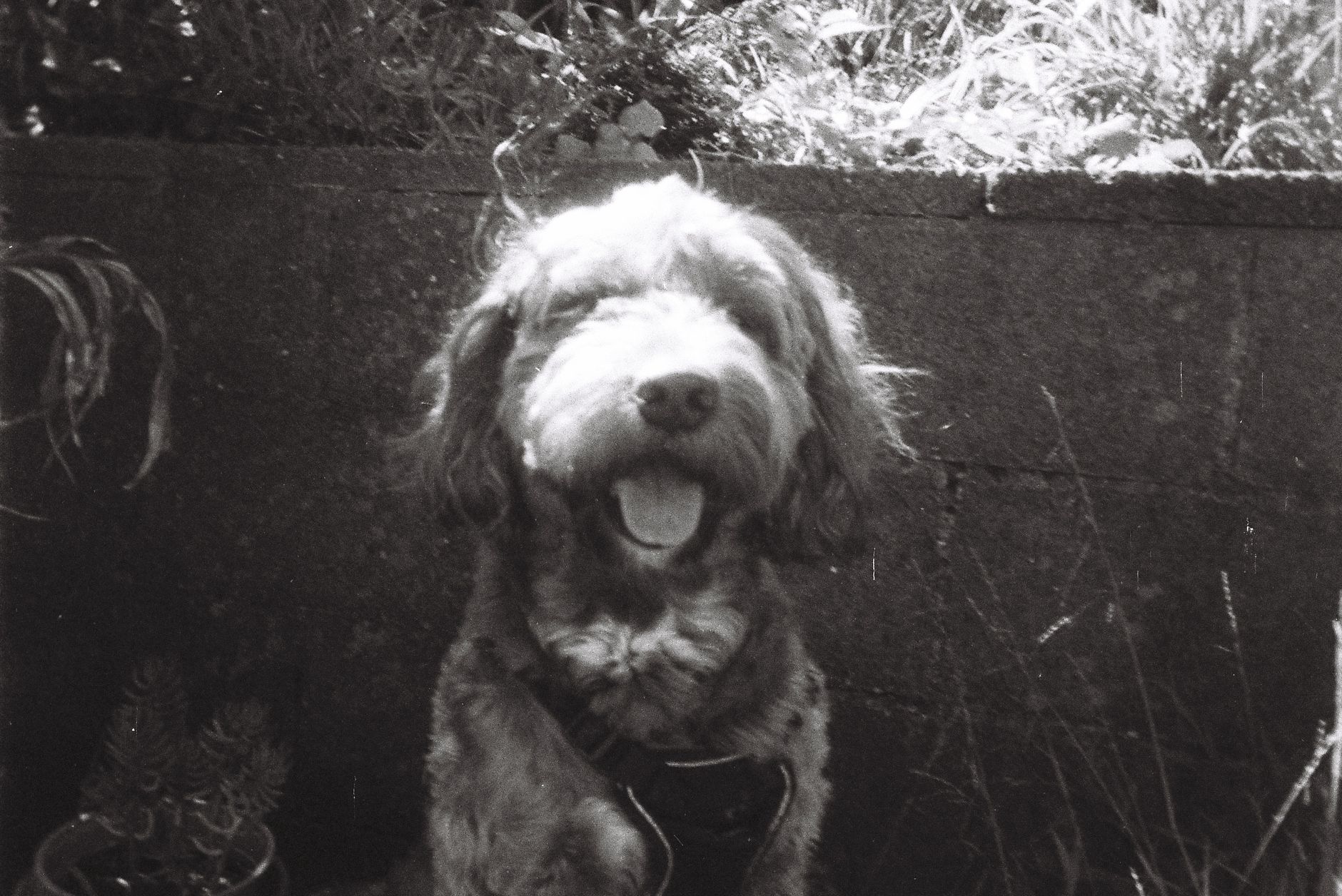 Veterinary care for a dog