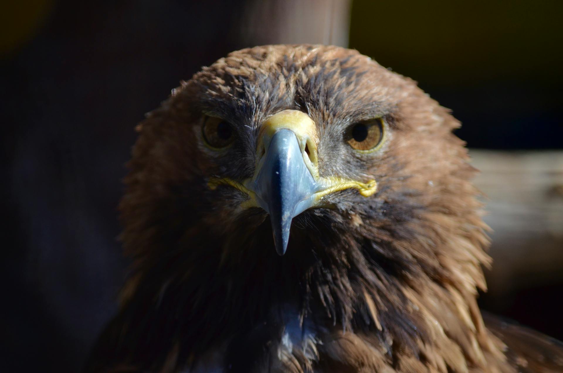Intense close-up of a golden eagle showcasing its sharp beak and piercing eyes.