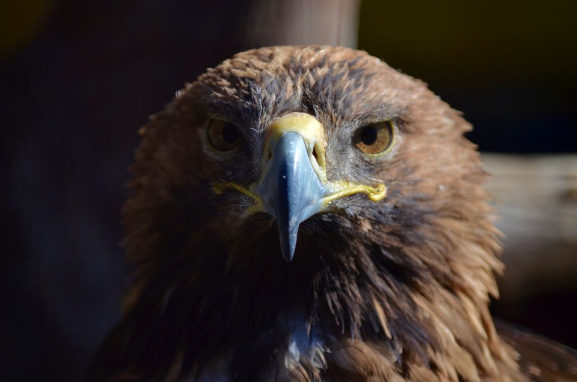Close up Of A Majestic Golden Eagle In Focus Free Stock Photo Close up Of A Majestic Golden Eagle In Focus Free Stock Photo