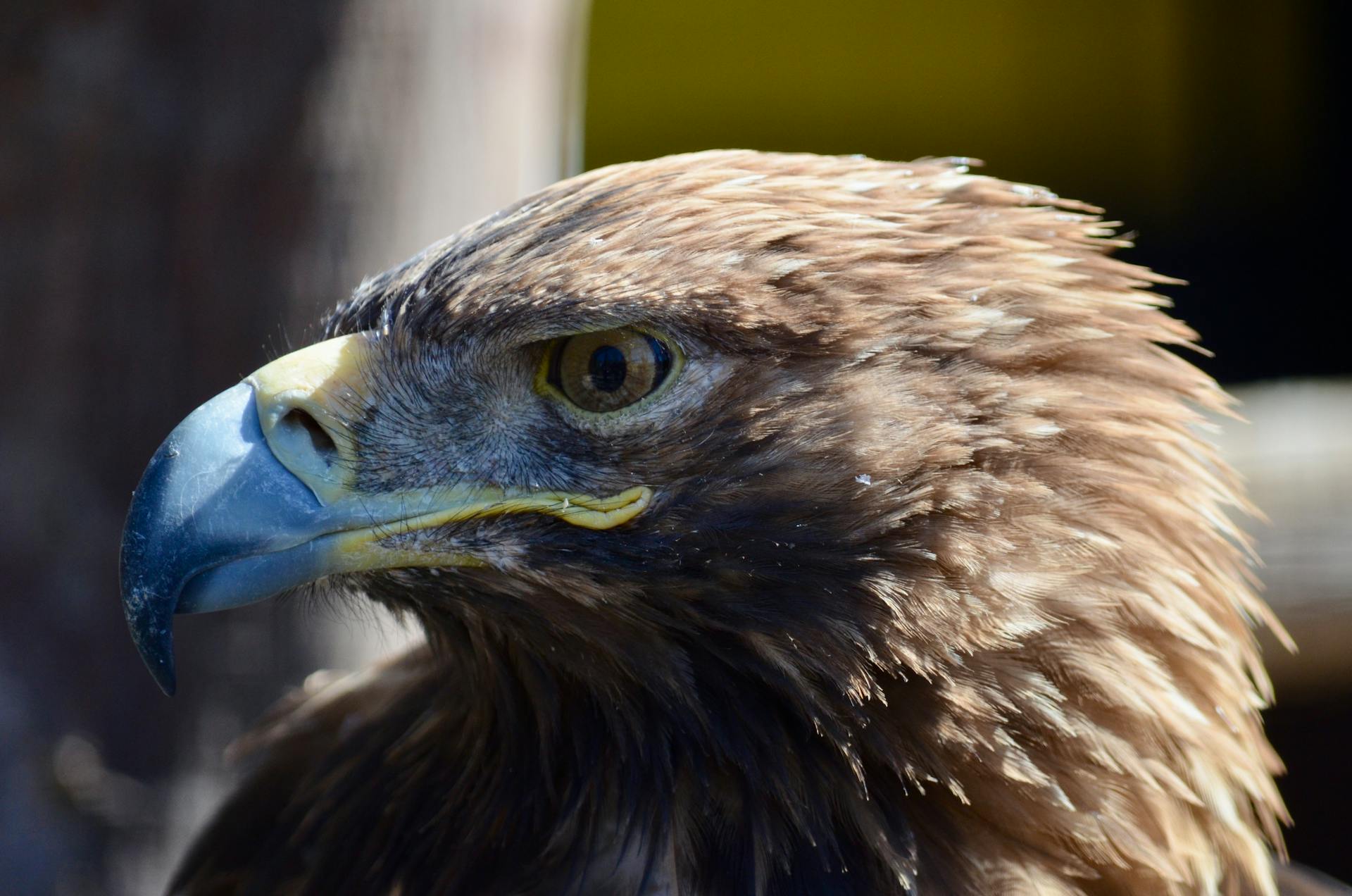 Detailed close-up of a golden eagle showcasing its fierce look and strong beak.