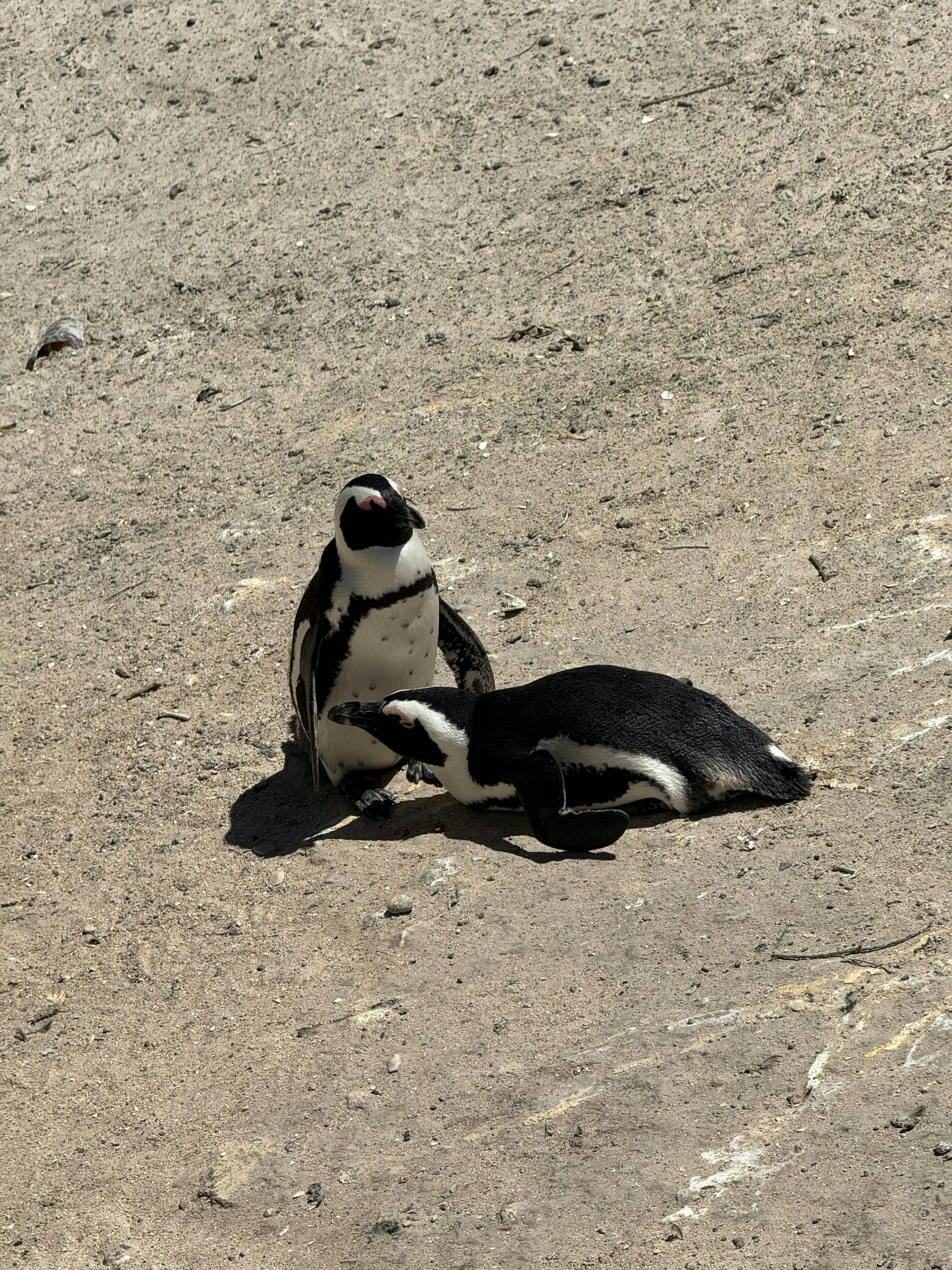 Two African Penguins, Spheniscus demersus, resting together on the sandy shore.