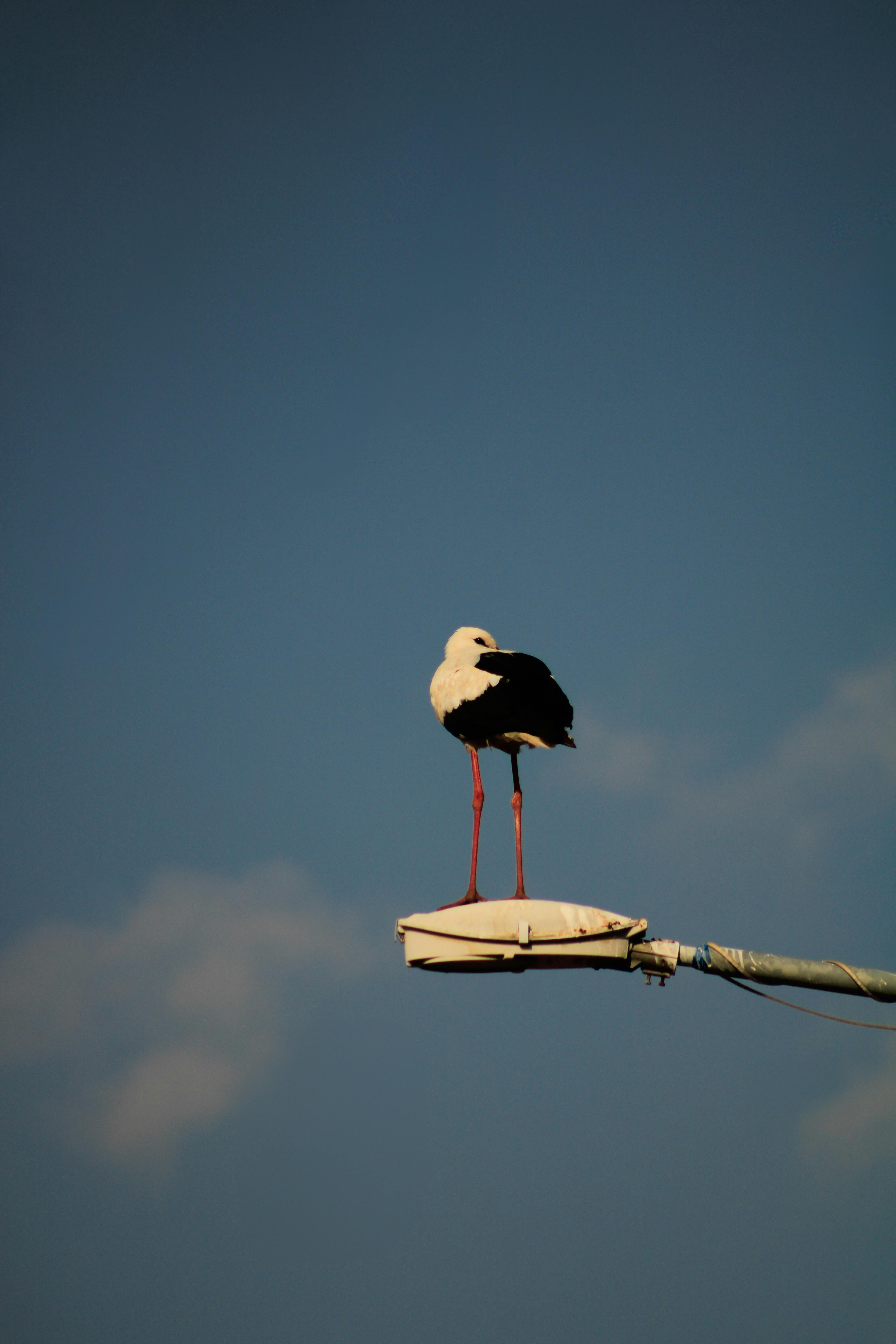 elegant stork perched against clear blue sky