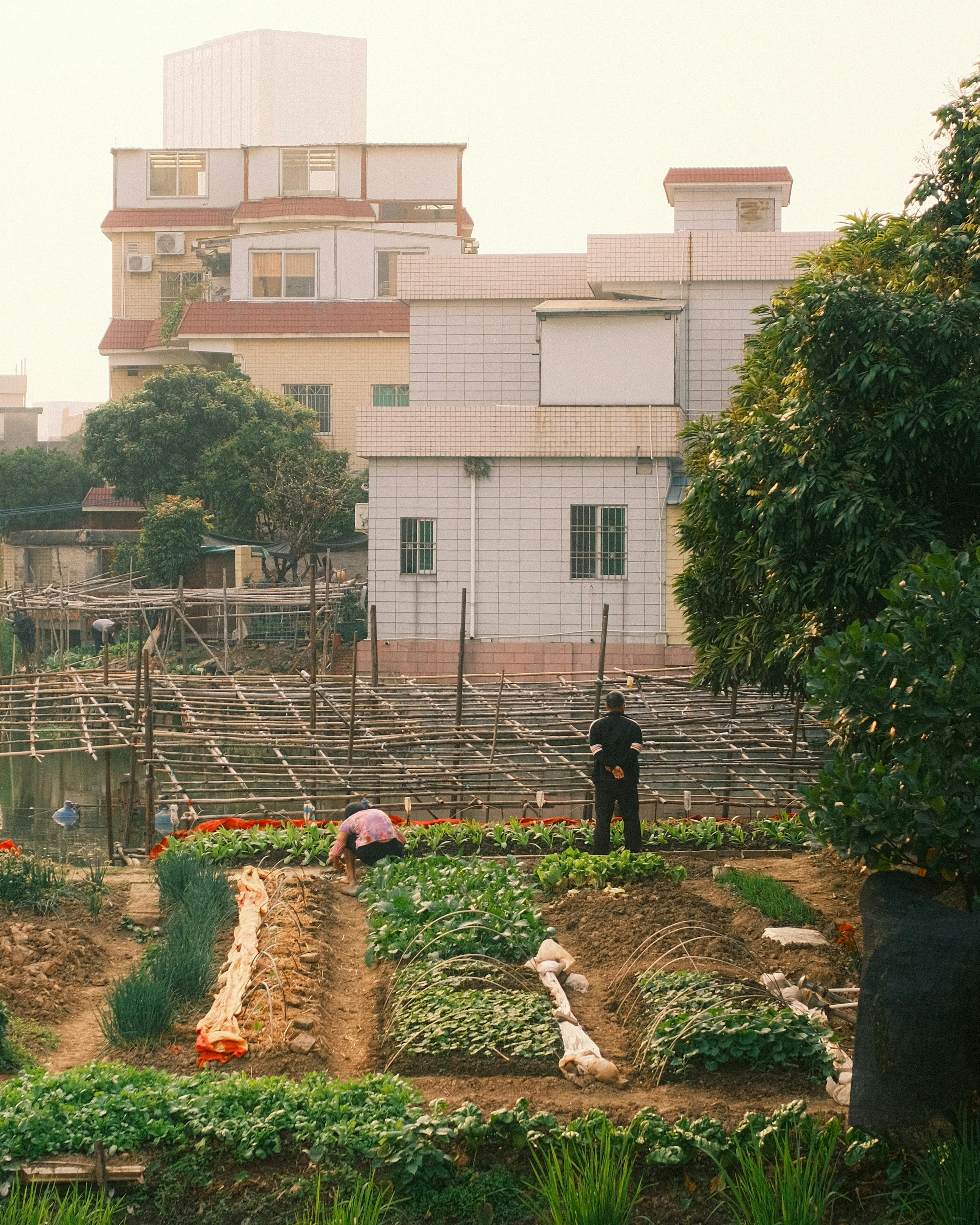 Farmers working in an urban garden by a residential building.